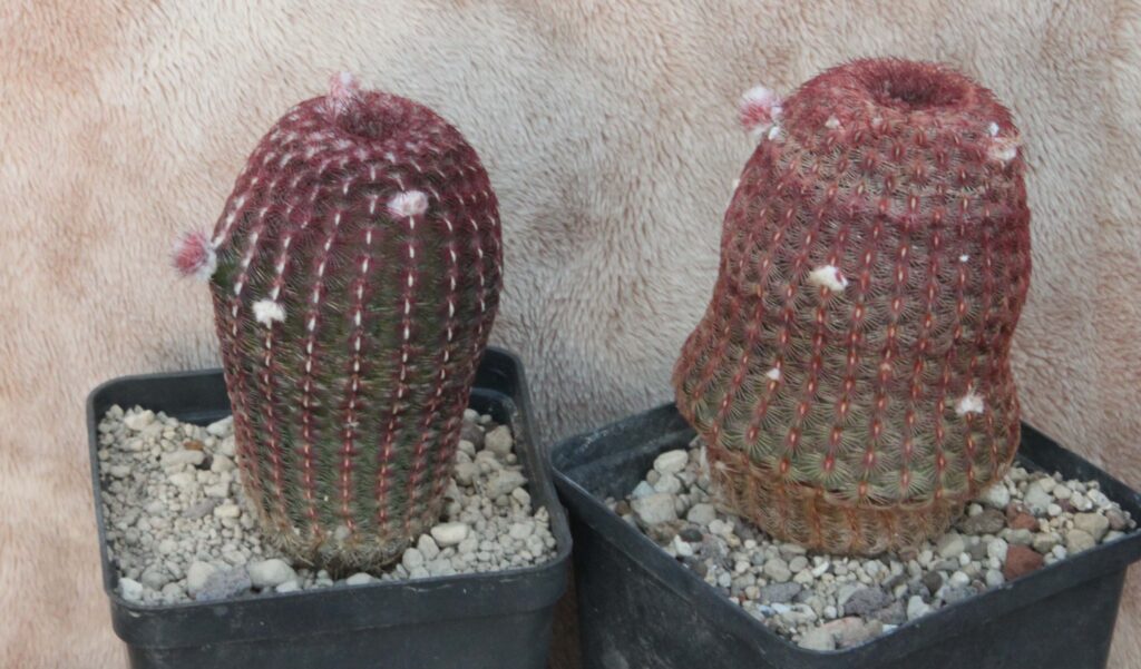 Kaktus og sukkulenter i i juni - Ellens planteverden